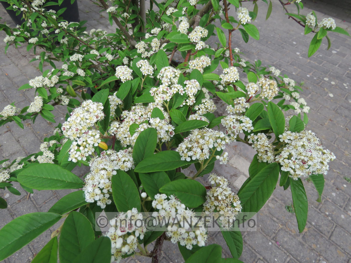 Cotoneaster salicifolius Floccosus - Blueten.JPG